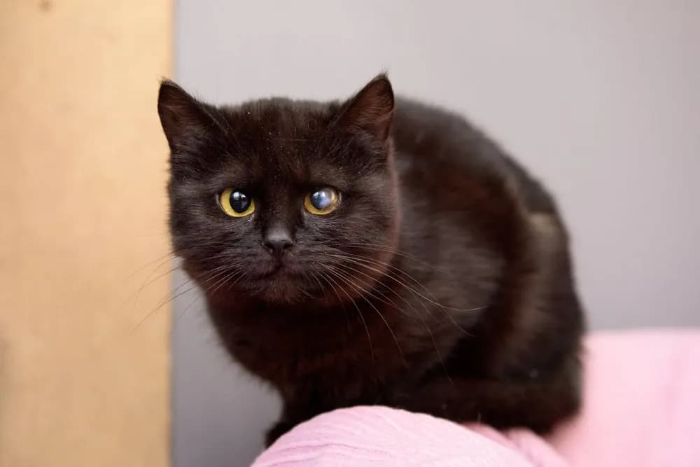 Czy koty mogą mieć autyzm? Zrozumienie nietypowych zachowań pupila