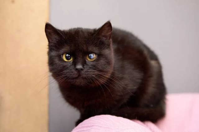 Czy koty mogą mieć autyzm? Zrozumienie nietypowych zachowań pupila